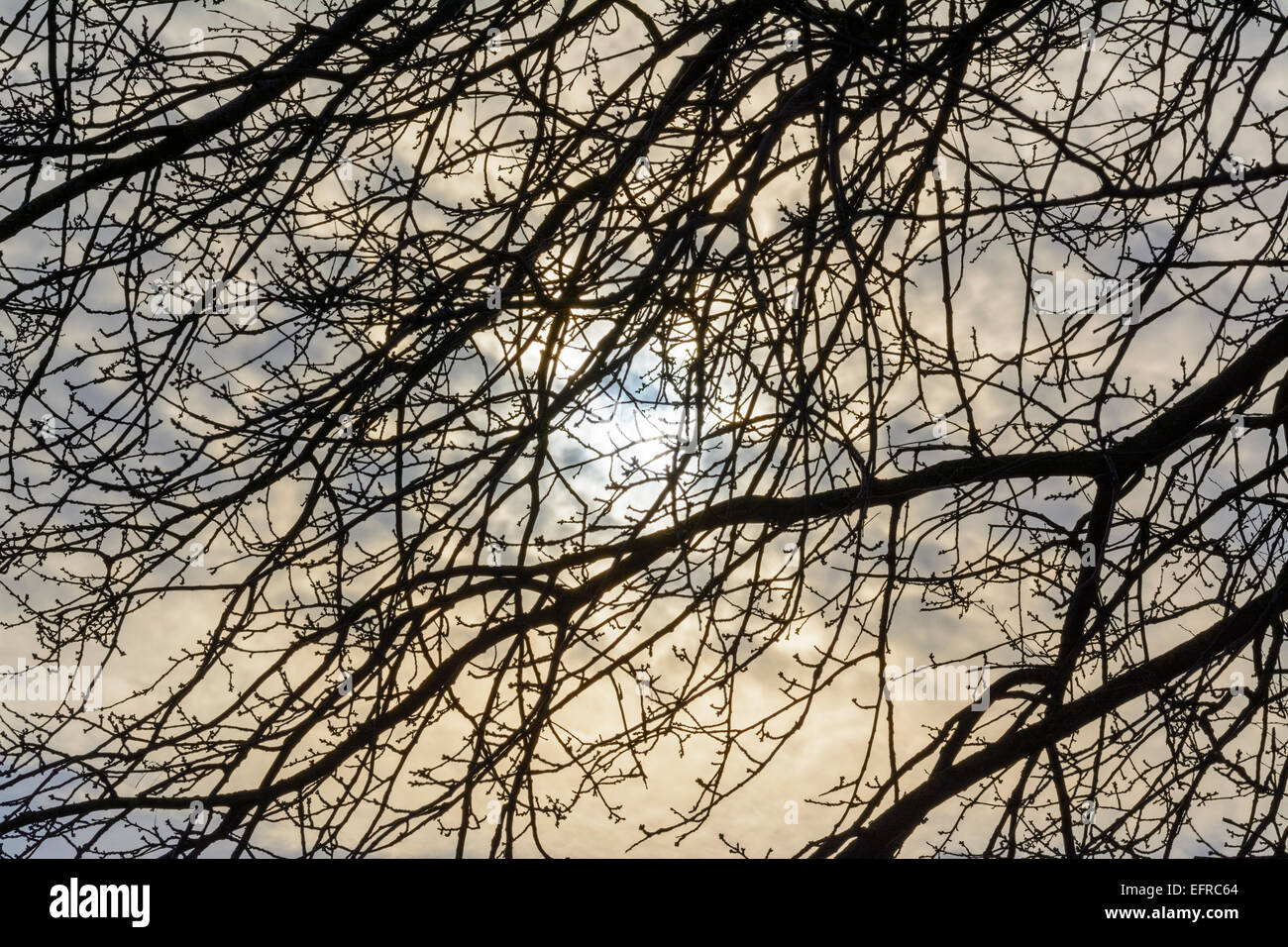 Silhouette of a leafless tree in Winter in front of the sun shining through a cloudy sky, Stock Photo