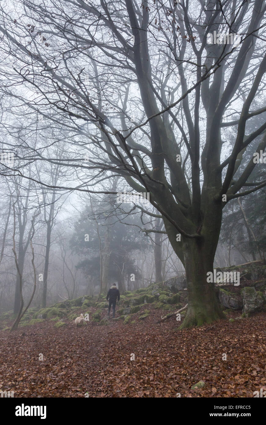 A man and his dog walk through a misty woodland Stock Photo