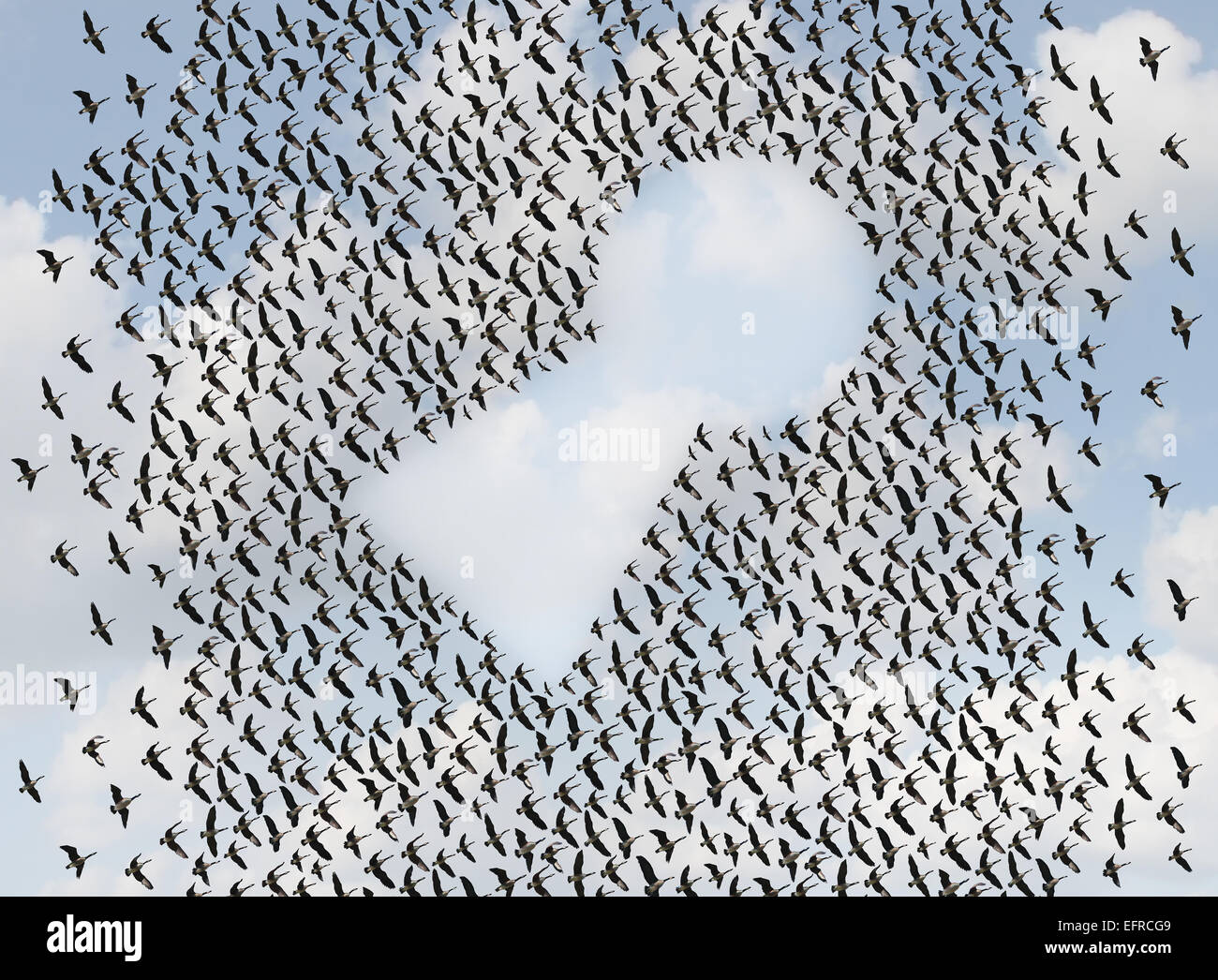 Key to success concept as a flock or group of flying birds shaped as an open keyhole as a metaphor and business symbol for an organization working together to find solutions. Stock Photo