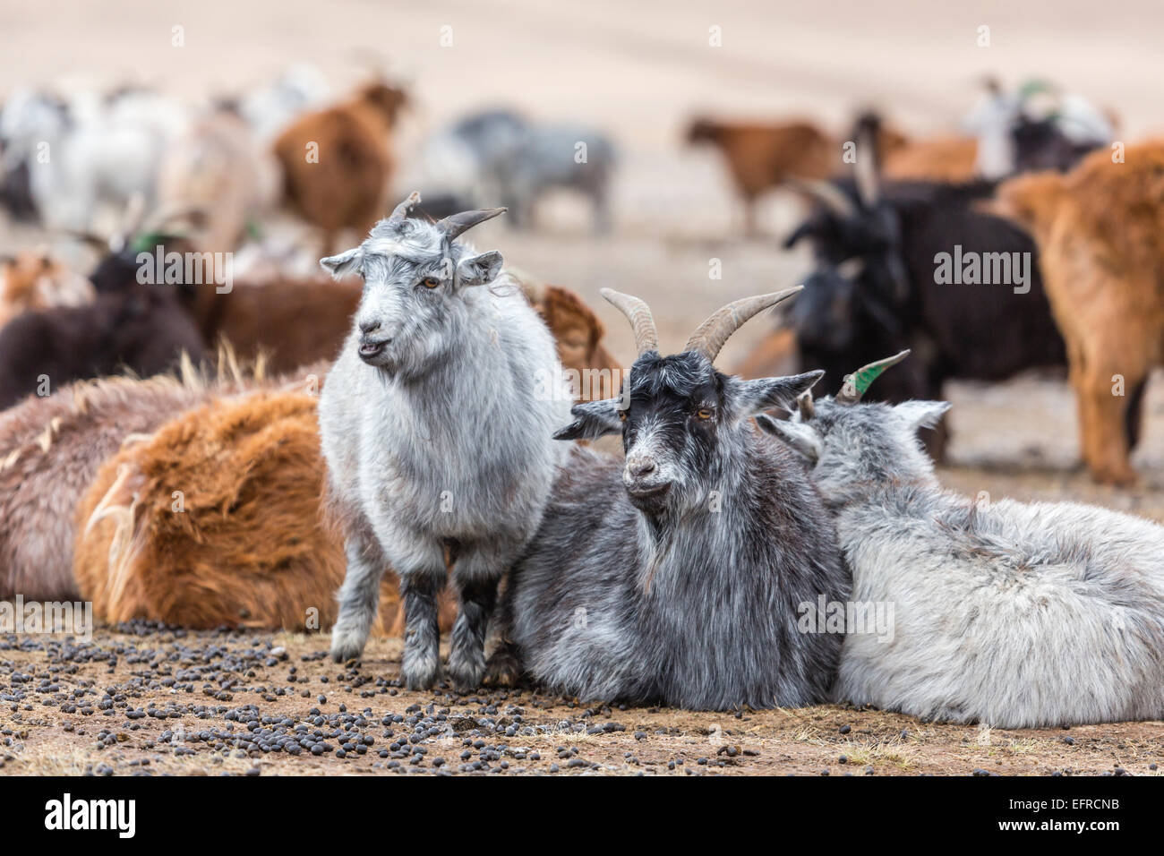 Cashmere Goats, Mongolia Stock Photo
