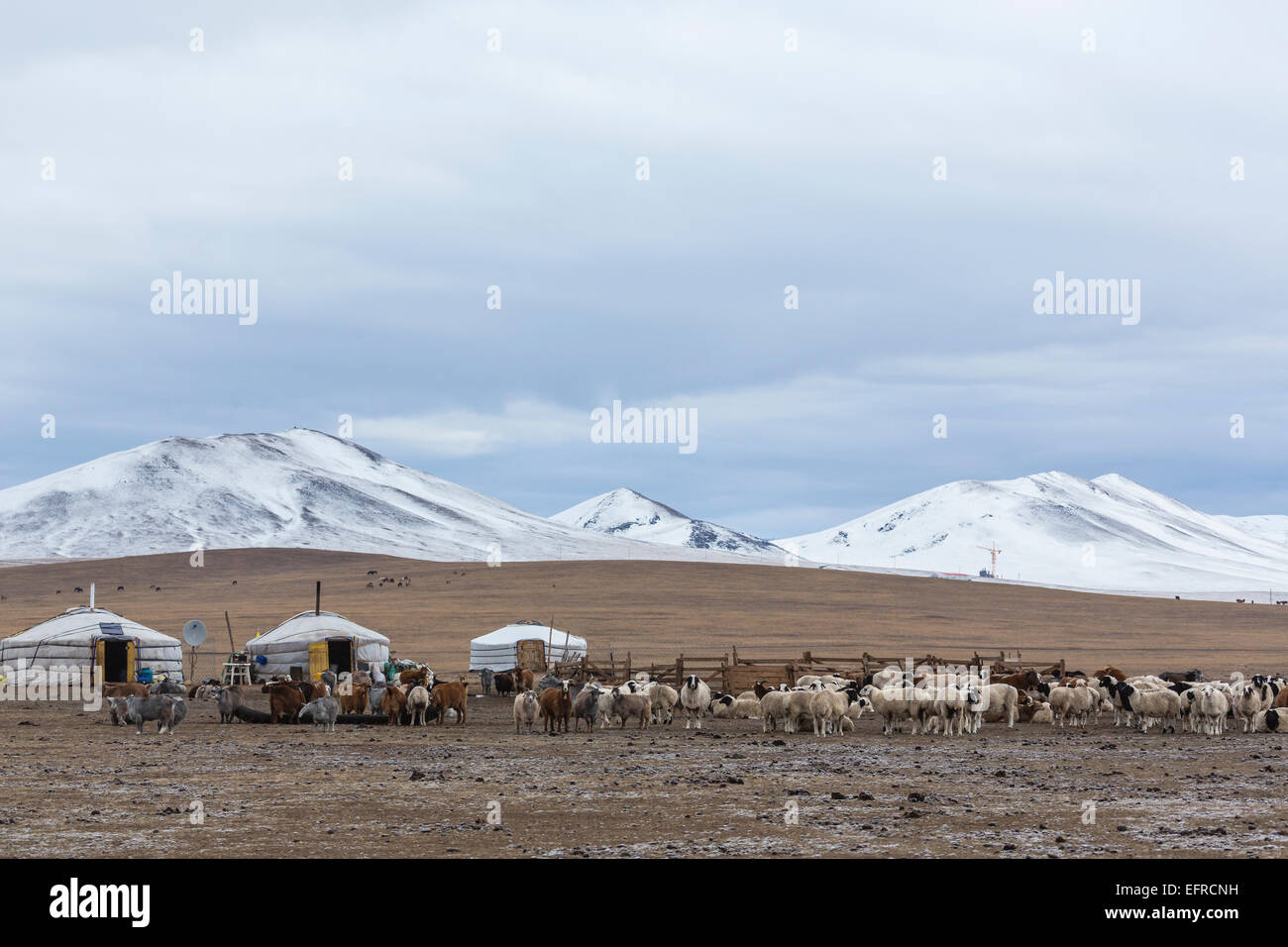 Cashmere Goats Grazing in Mongolia Stock Photo