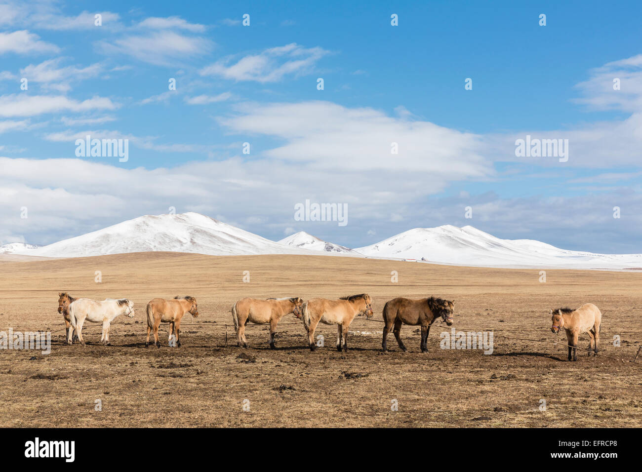 Horses Grazing and Snow Mountain in the Background, Mongolia Stock Photo