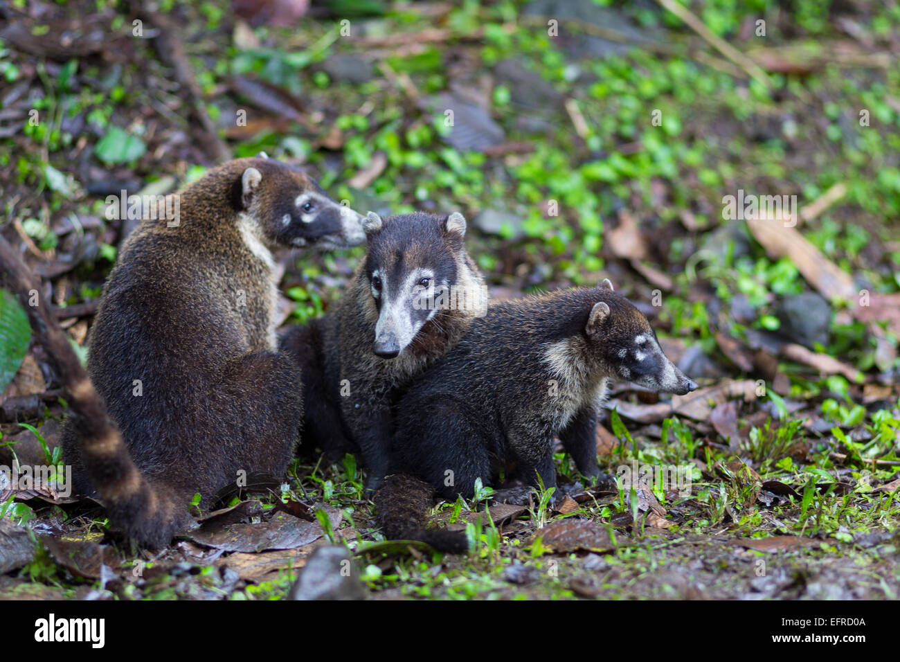 A group of Coatis in Costa Rica. Stock Photo