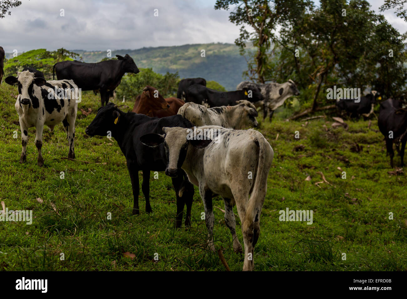 Group of cows in Costa Rica Stock Photo - Alamy