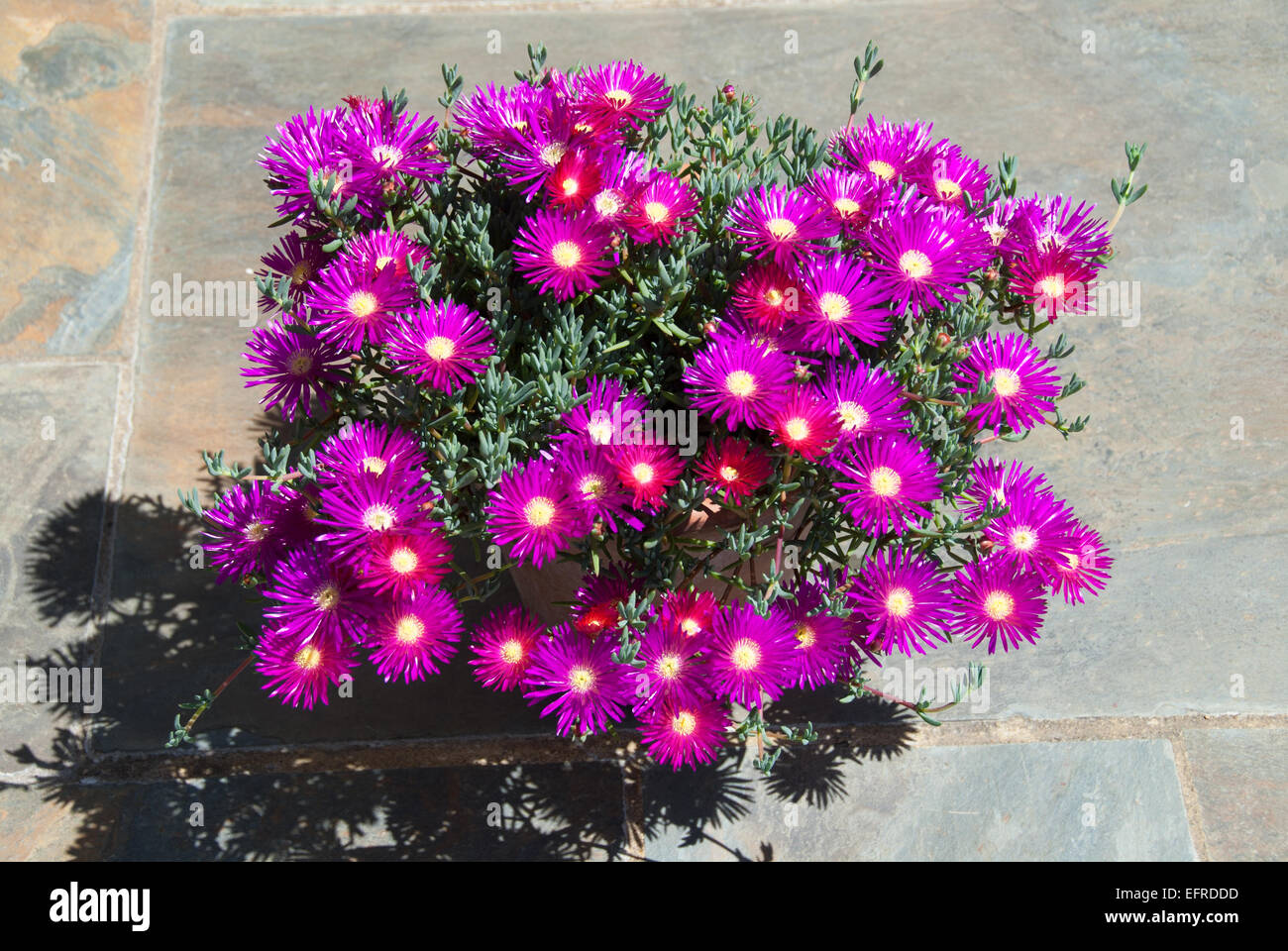 Lampranthus spectabilis, the perennial Livingstone Daisy or ice plant Stock Photo