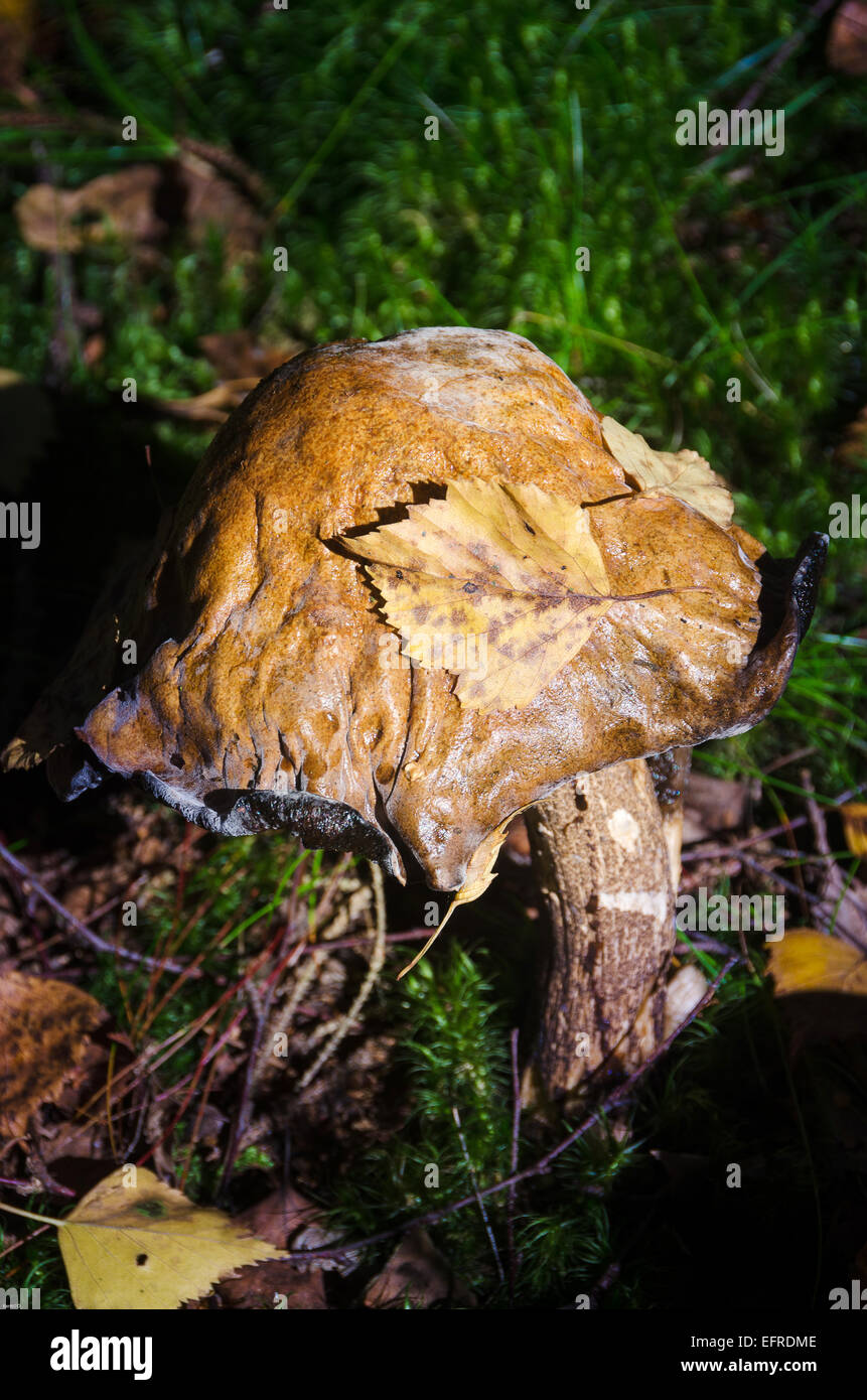 A fungus standing in the forest lonely and beutiful Stock Photo - Alamy
