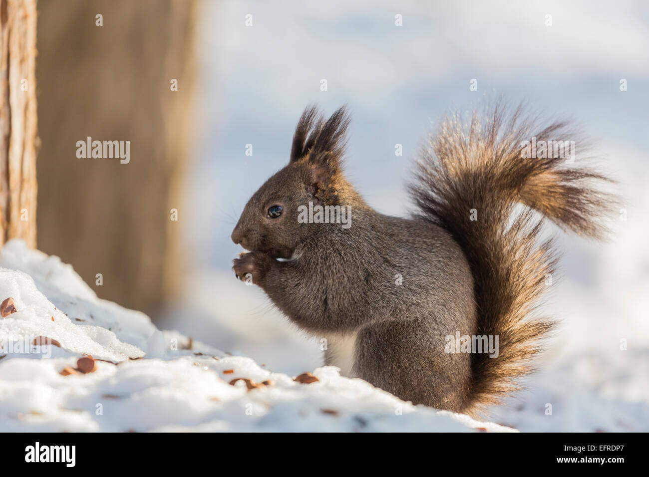 Hokkaido Squirrel (Ezorisu) Eating Walnut, Hokkaido, Japan Stock Photo
