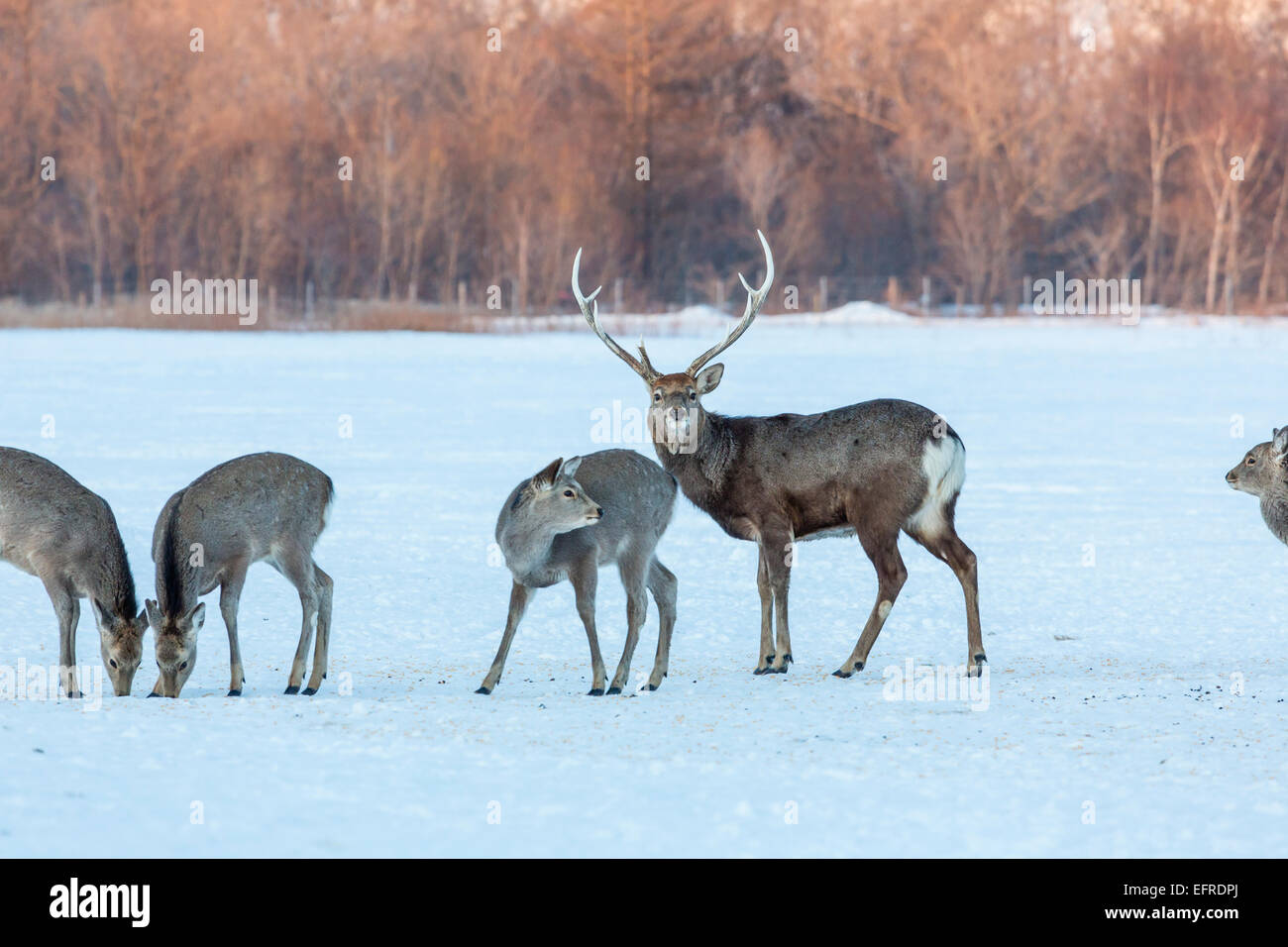 Sika Deer Standinging in the Snow, Hokkaido, Japan Stock Photo