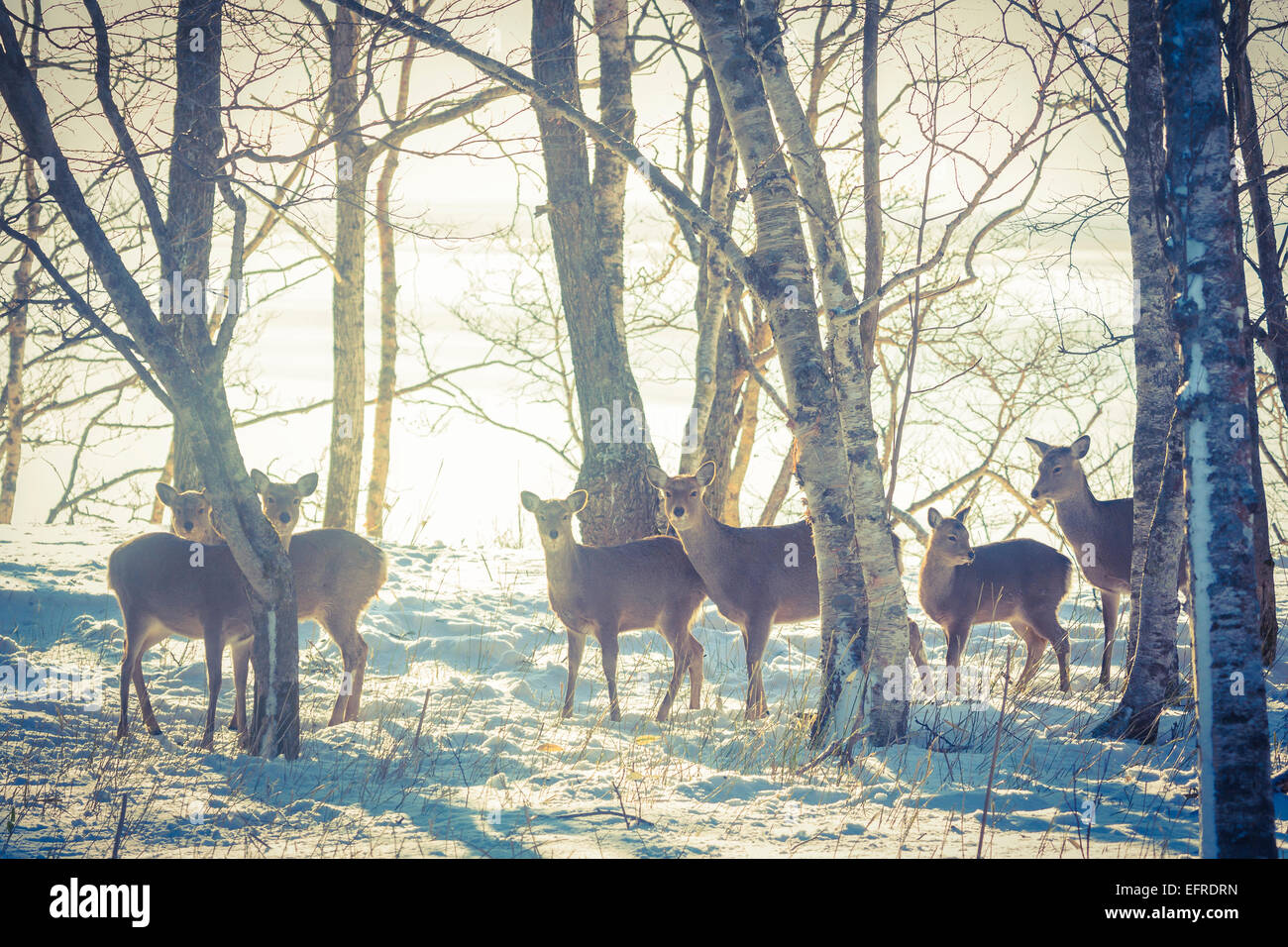 A Herd of Sika Deer, Shiretoko Peninsula, Hokkaido, Japan Stock Photo