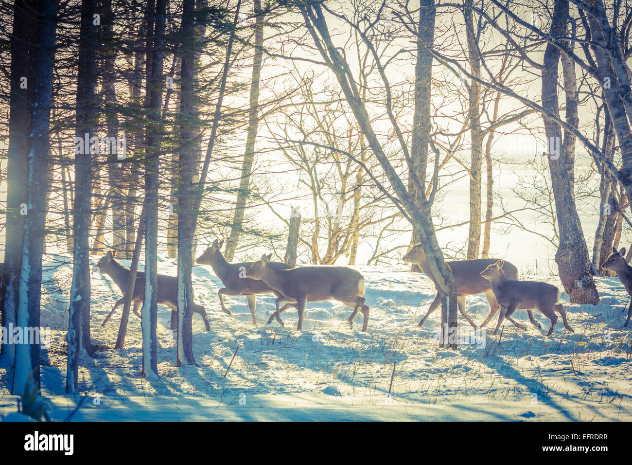 A Herd of Sika Deer, Shiretoko Peninsula, Hokkaido, Japan Stock Photo