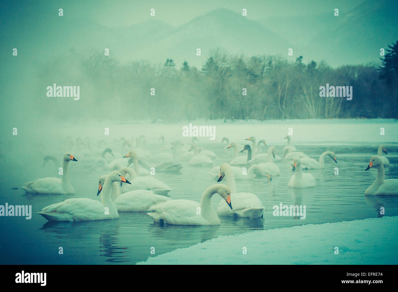 Whooper Swans on Lake Kussharo, Hokkaido, Japan Stock Photo