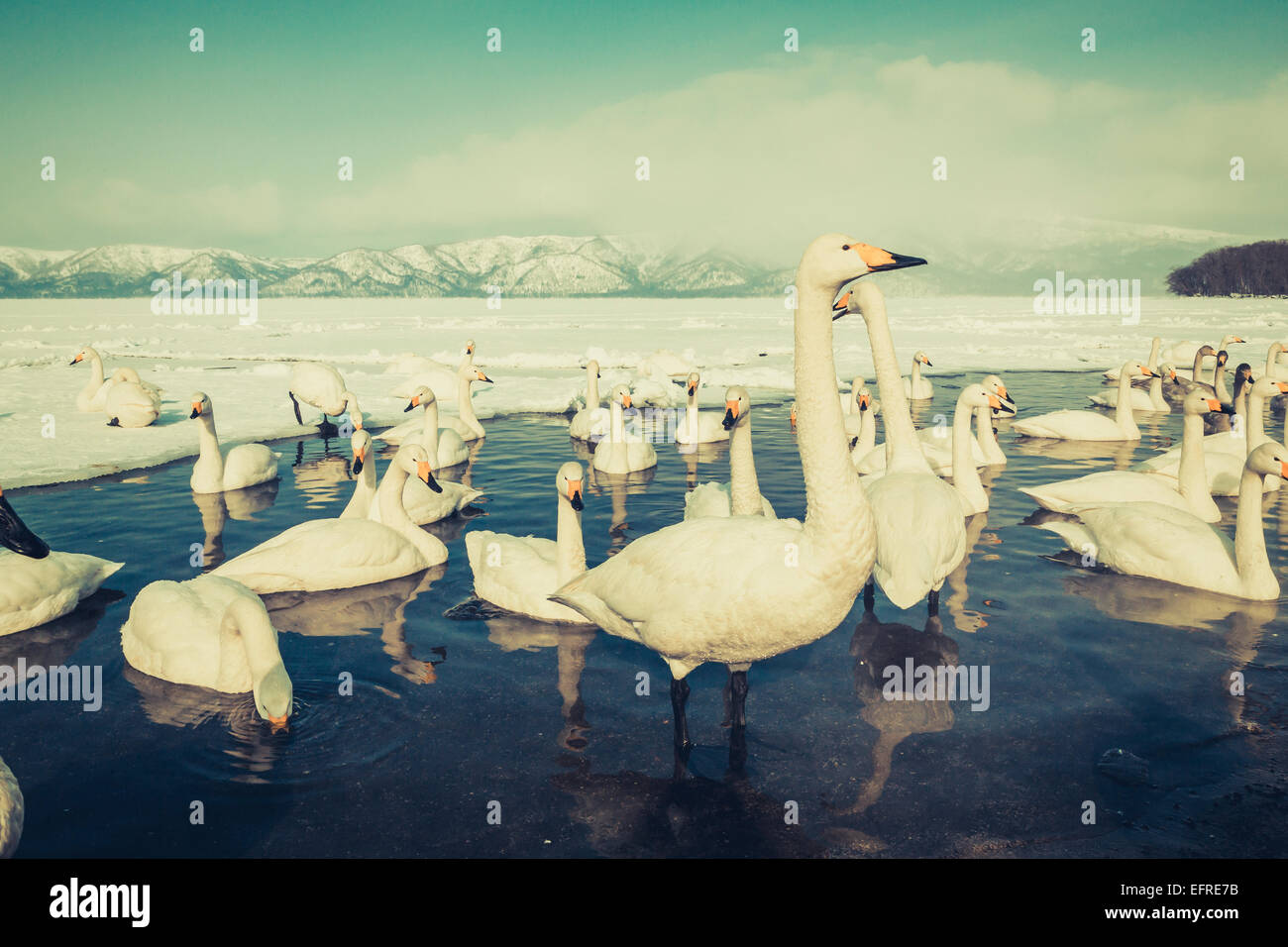 Whooper Swans on Lake Kussharo, Hokkaido, Japan Stock Photo