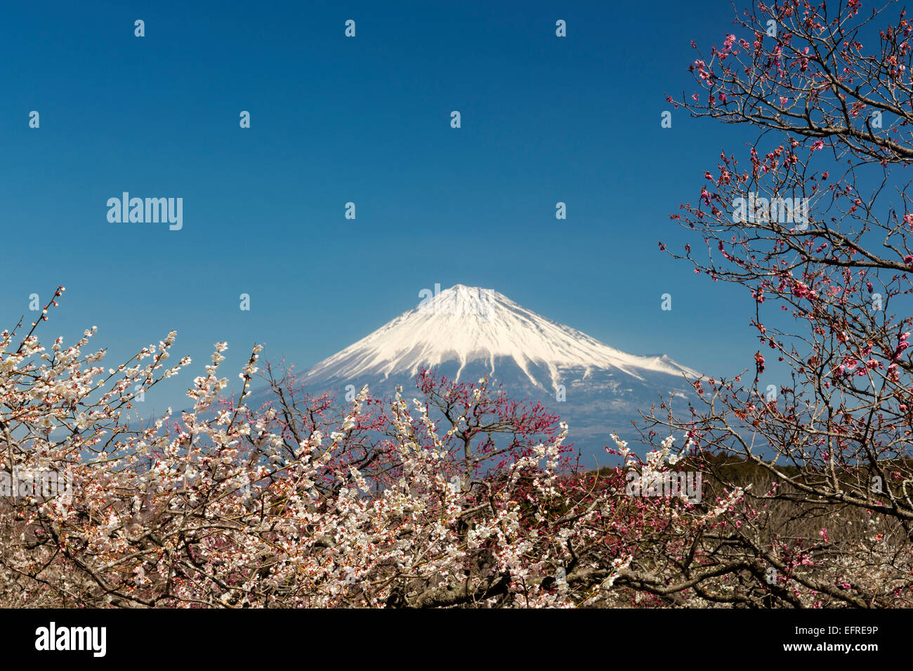 Mount Fuji and Plum Blossoms, Shizuoka, Japan Stock Photo