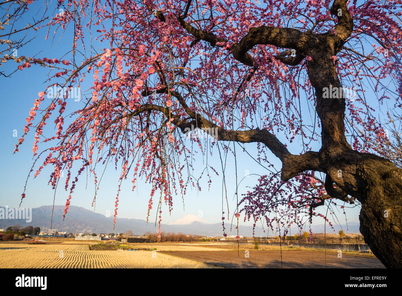Soga Plum Tree, Kanagawa, Japan Stock Photo - Alamy