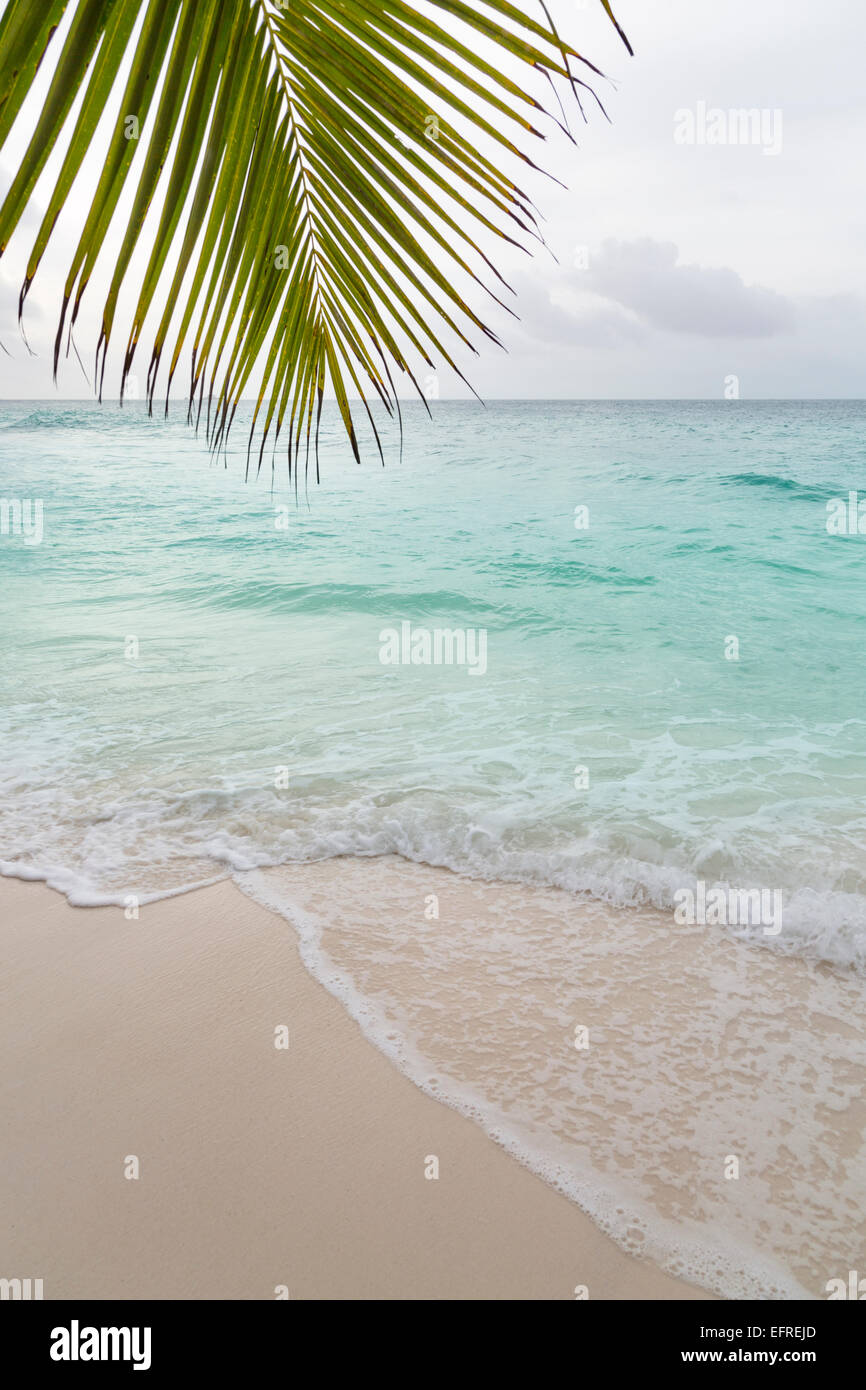 Beautiful beach Anse Patates in La Digue, Seychelles with a palm tree in the foreground Stock Photo