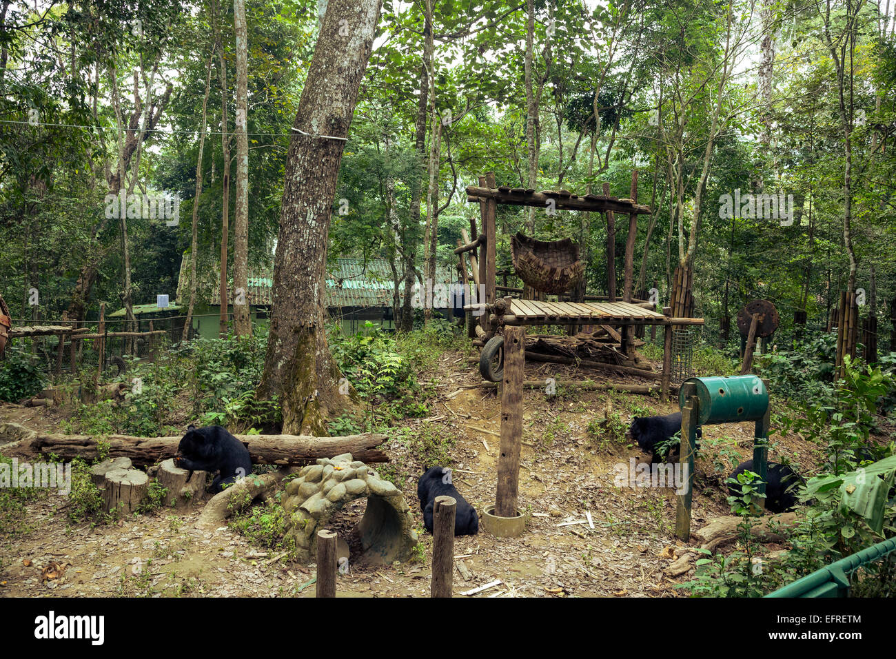 Moon bears at Tat Kuang Si Bear Rescue Centre, Luang Prabang, Laos. Stock Photo