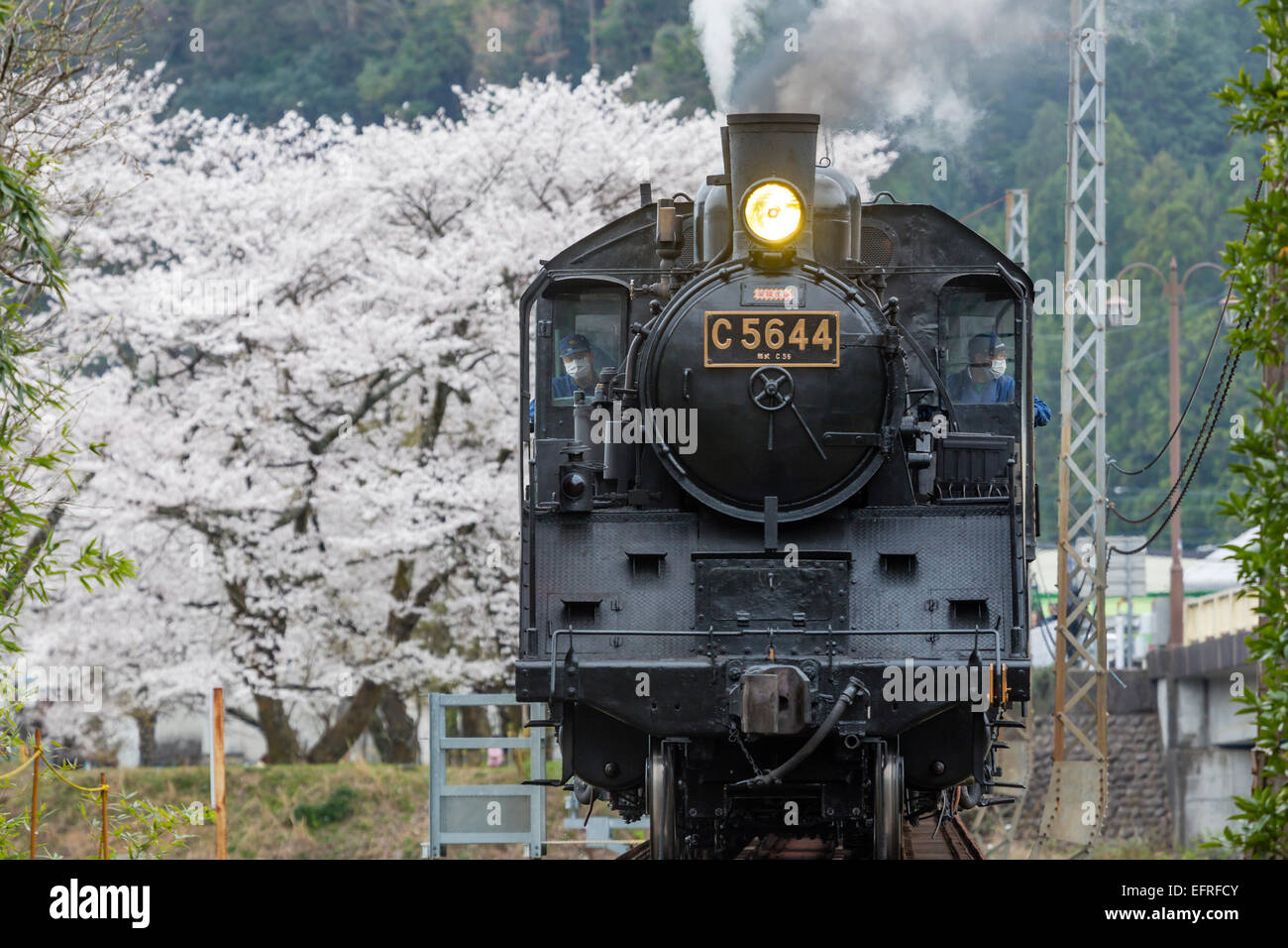 Steam Locomotive and Cherry Blossoms, Kanagawa, Japan Stock Photo