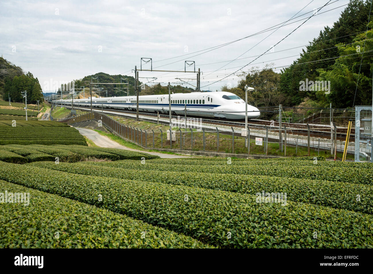 Tea plantations and Shinkansen, Kanagawa, Japan Stock Photo