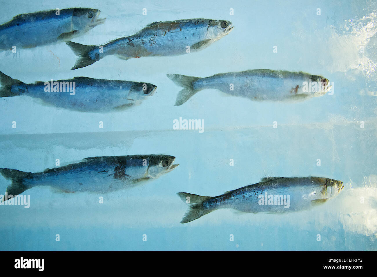 Frozen fish hires stock photography and images Alamy