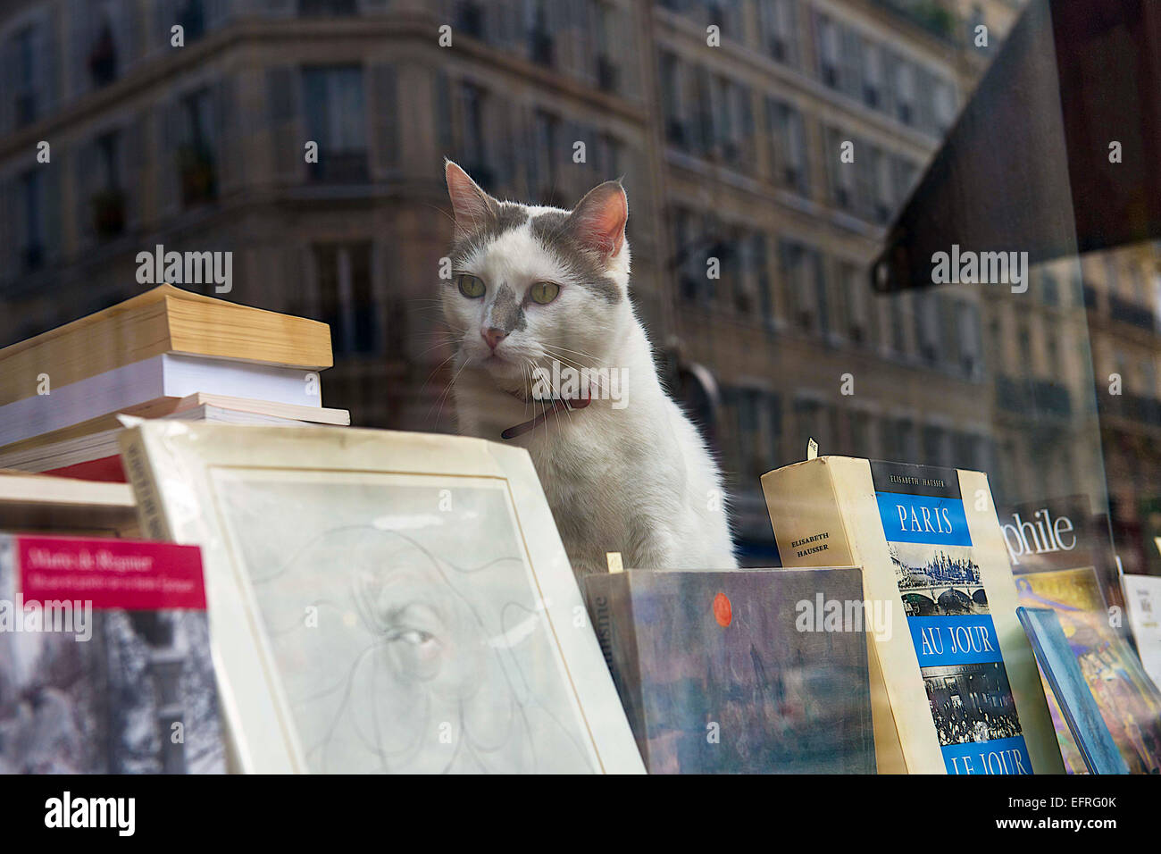 Cat against the Window in Used Bookstore, Paris, France Stock Photo