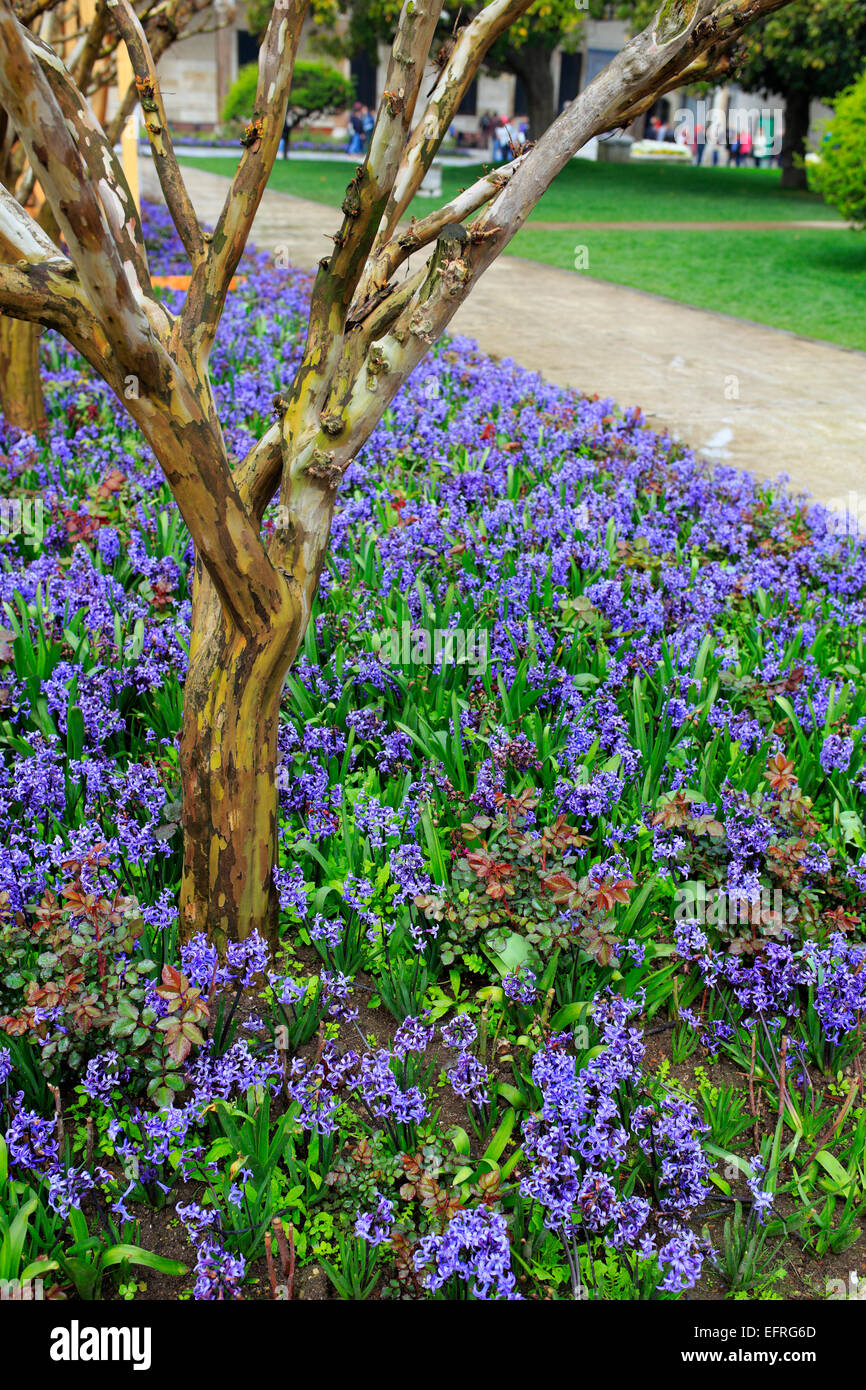 Spring flowers in city park, Istanbul, Turkey Stock Photo