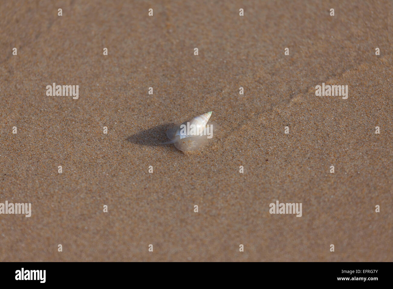 Wildlife : Bullia digitalis aka Finger Plough Shell or Plough shell. Sea snail, a marine gastropod mollusk. Stock Photo