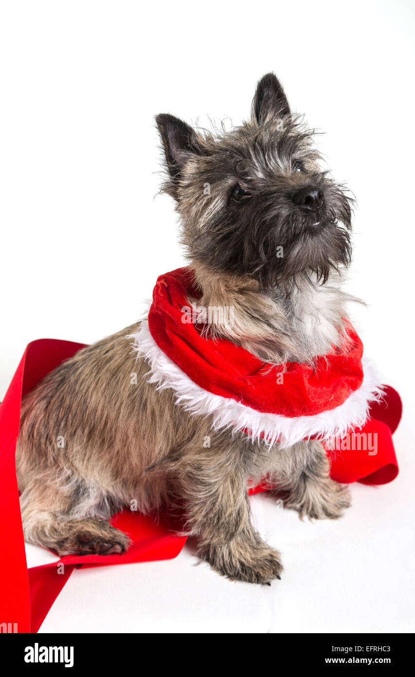 Cairn terrier dressed for Christmas. Stock Photo