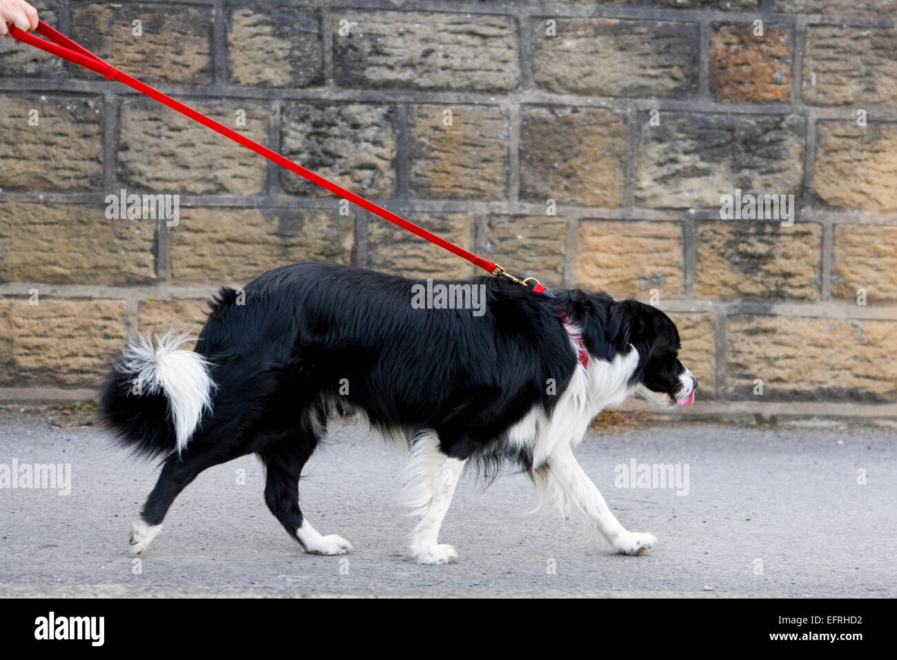 Border Collie - Sidewalk Dog