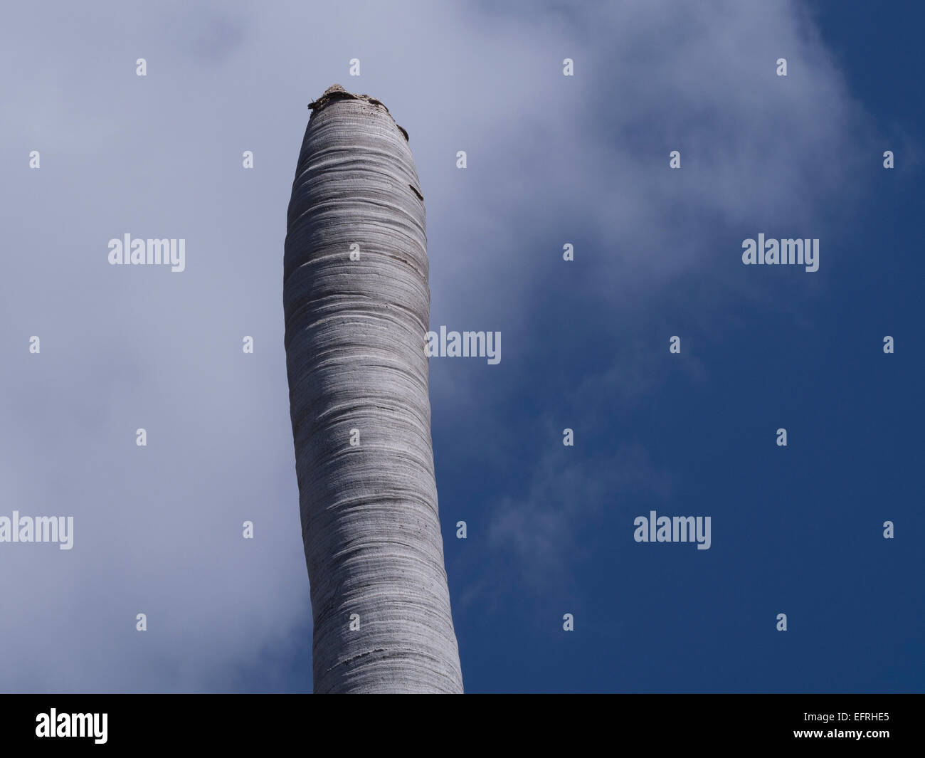 Dead palm tree Stock Photo Alamy