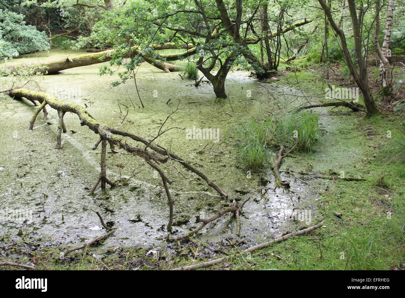 Pingos (sink holes) on the Thompson trail in Norfolk Stock Photo