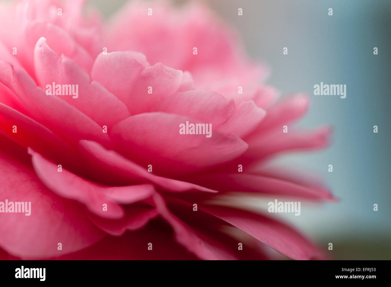 Petal of pink camellia Stock Photo