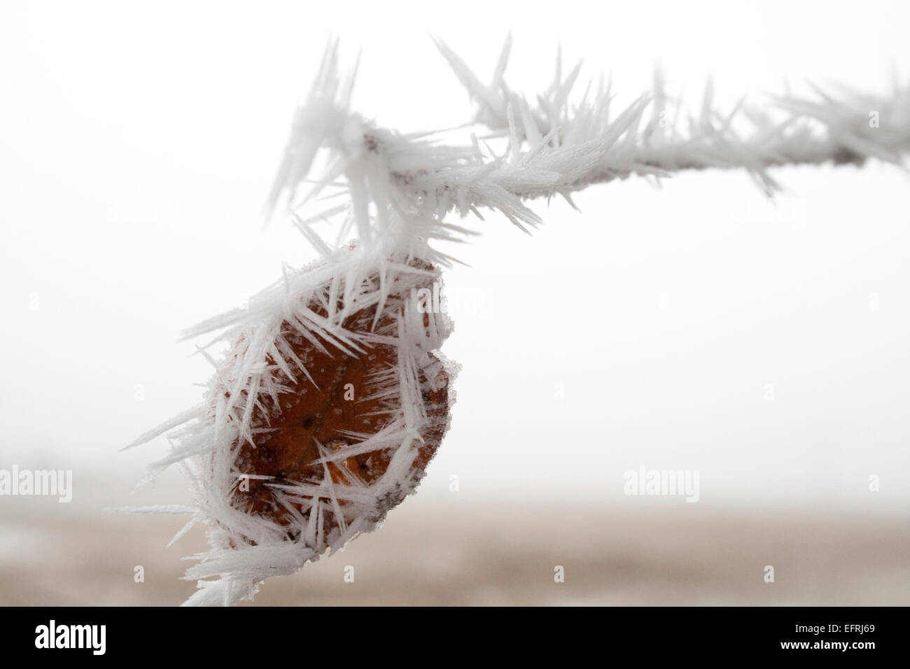 Frozen berry close up in winter covered in ice crystals - Stock Image