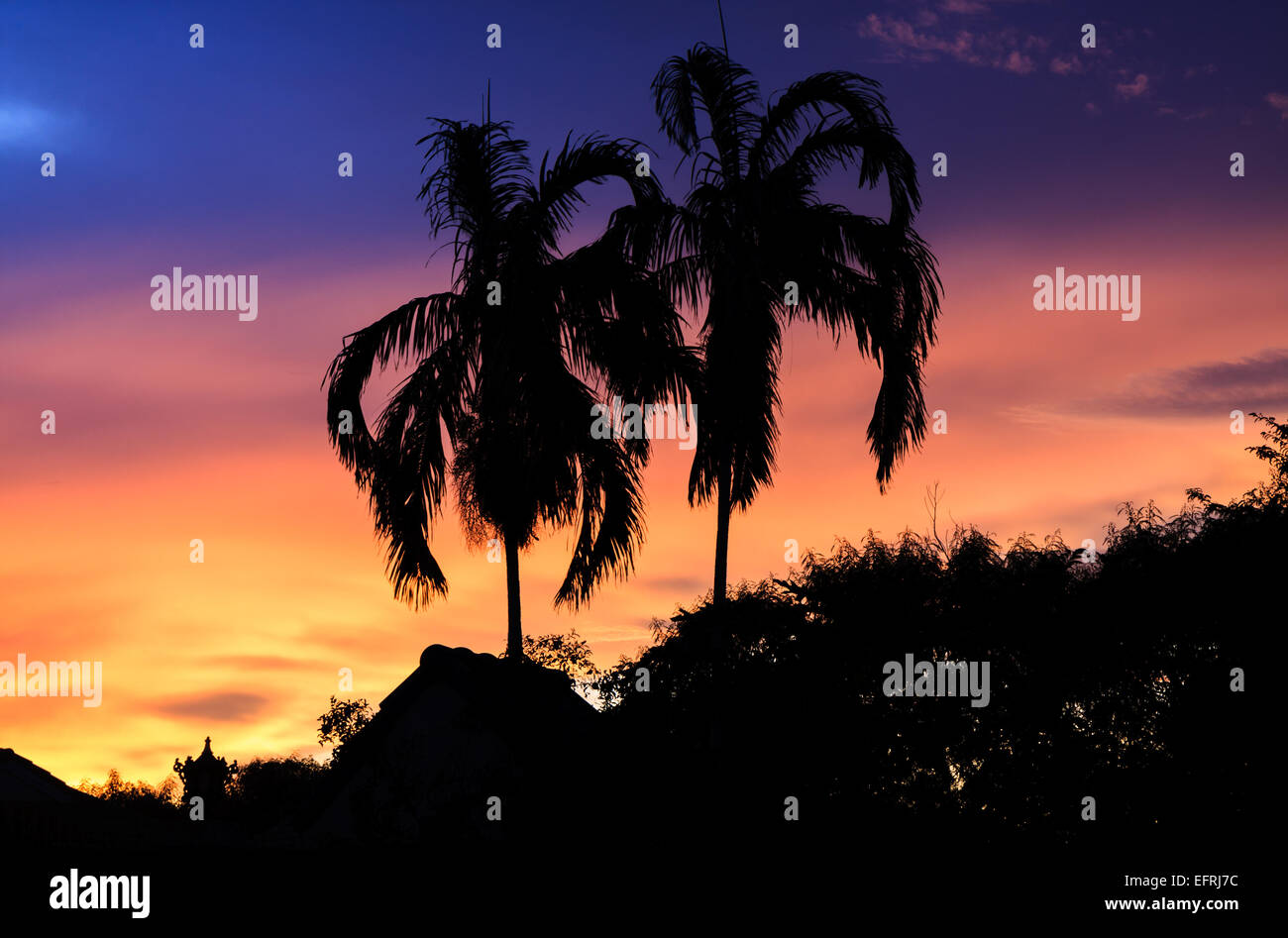 Duo Palm trees against multi-color sky during sunset Stock Photo