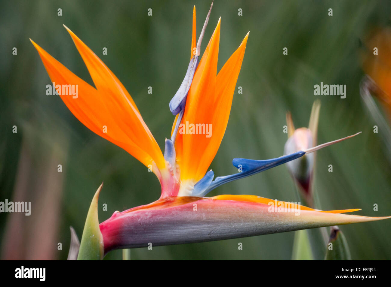 Bird of paradise hi-res stock photography and images - Alamy