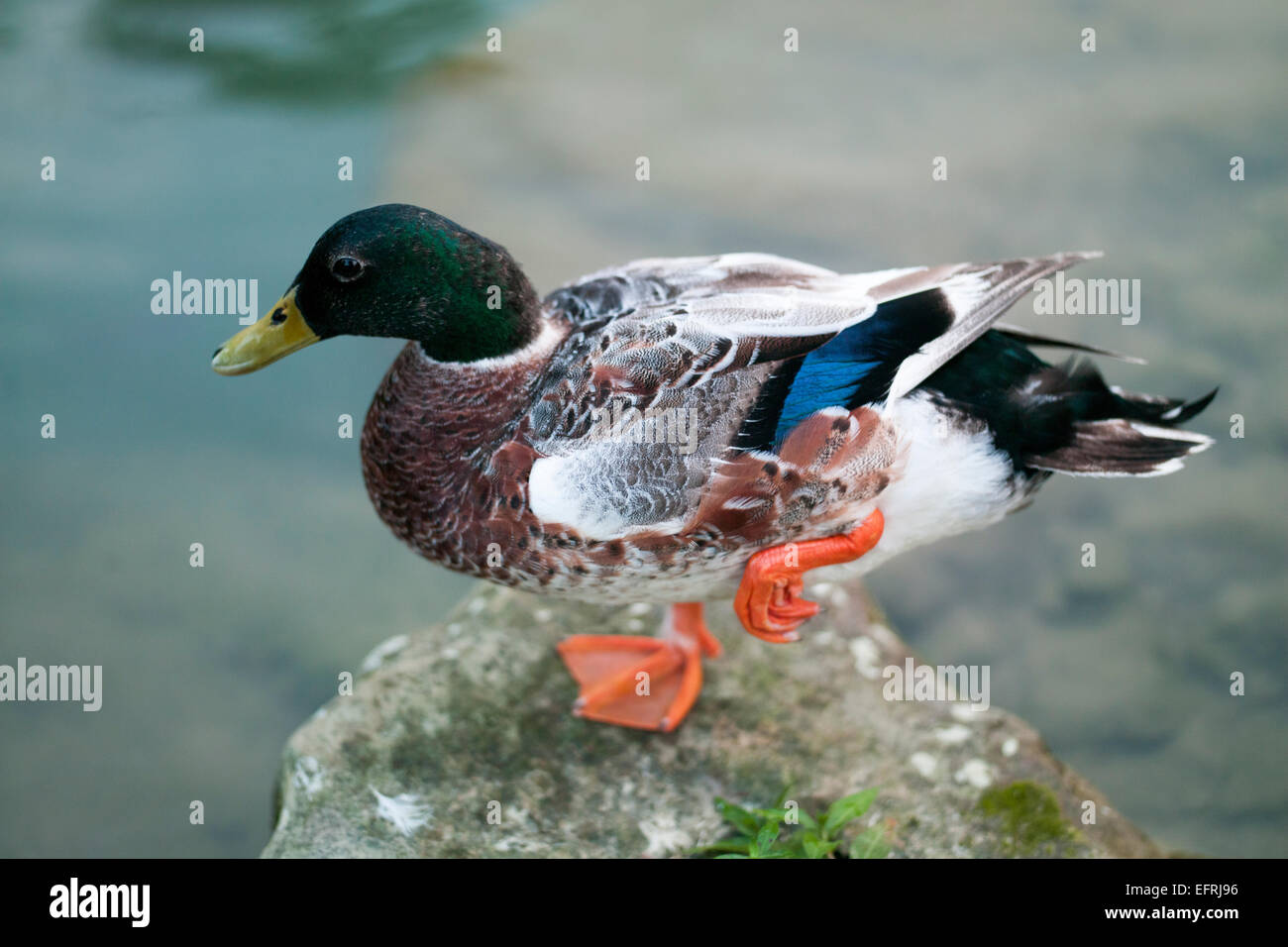 Duck standing with its one foot Stock Photo - Alamy