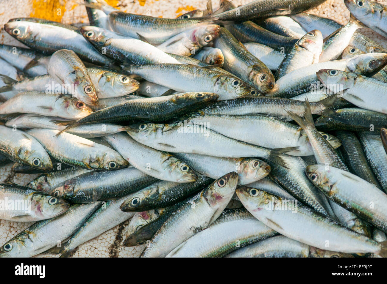 Sardines for sale at fish market in Bali, Indonesia Stock Photo Alamy
