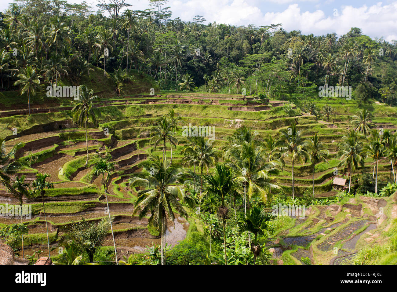 Rice terrace in Ubud, Bali, Indonesia Stock Photo - Alamy
