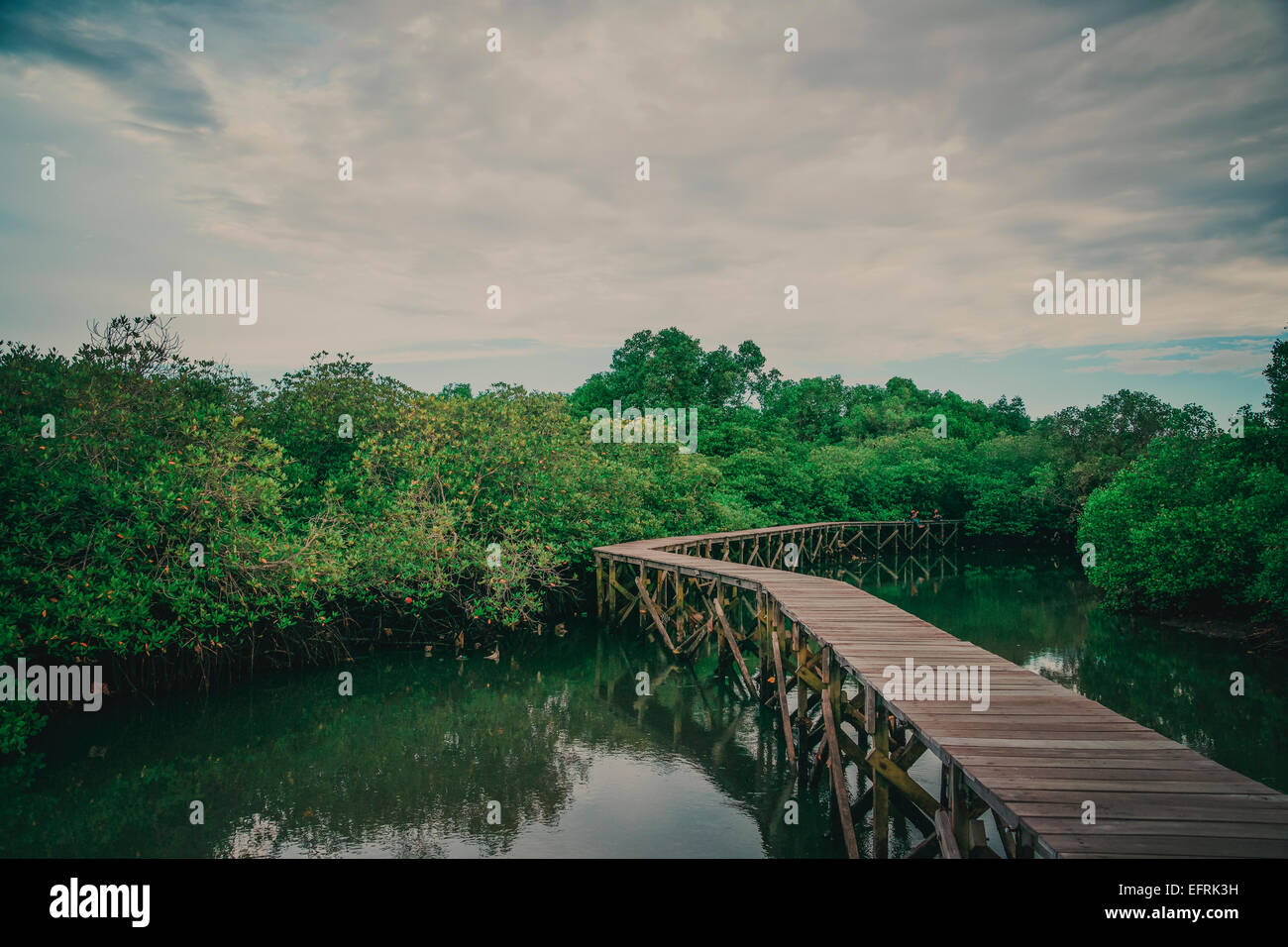 Mangrove forest in Bali, Indonesia Stock Photo