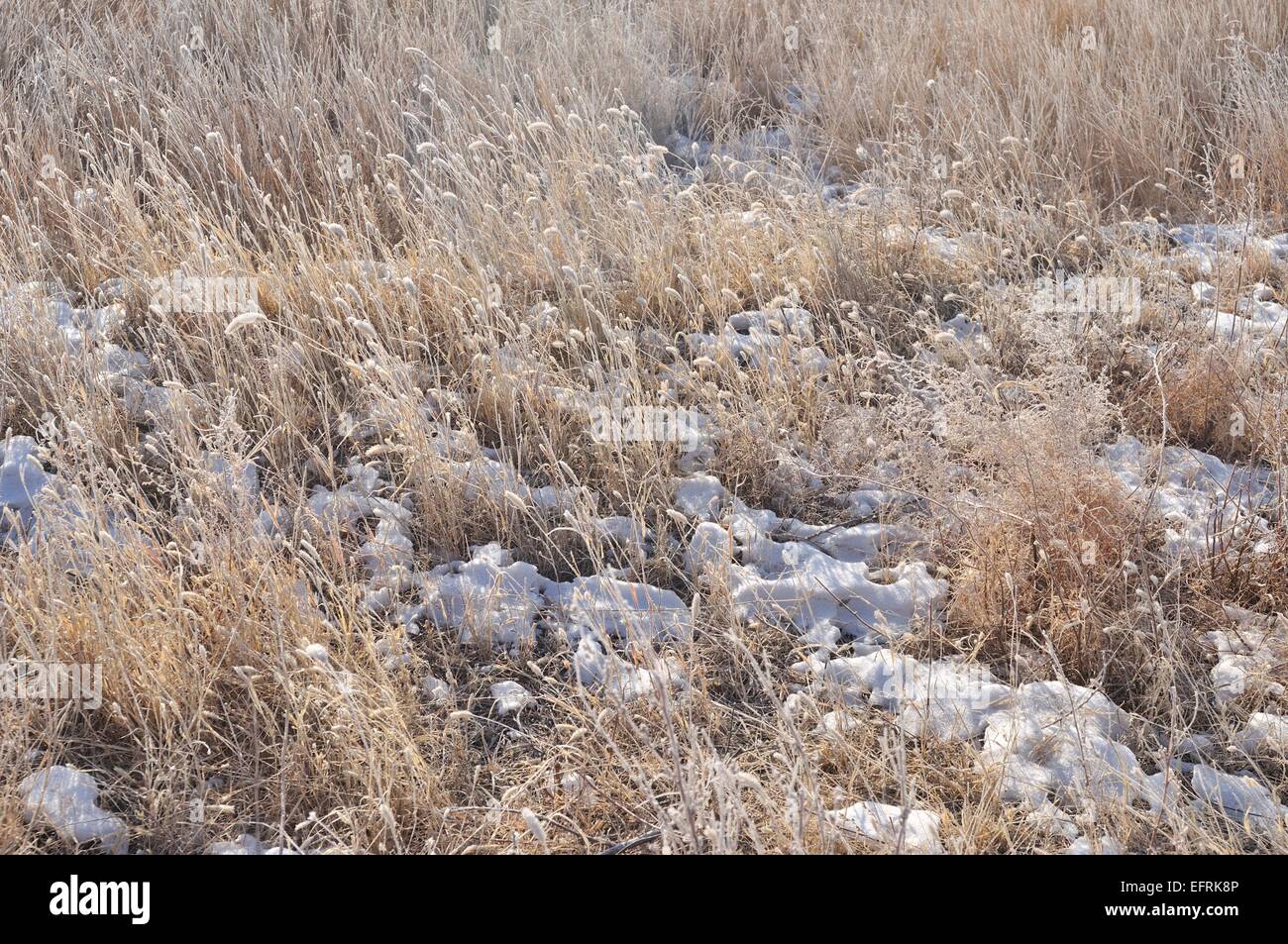 foxtail (Setaria viridis) in winter Stock Photo
