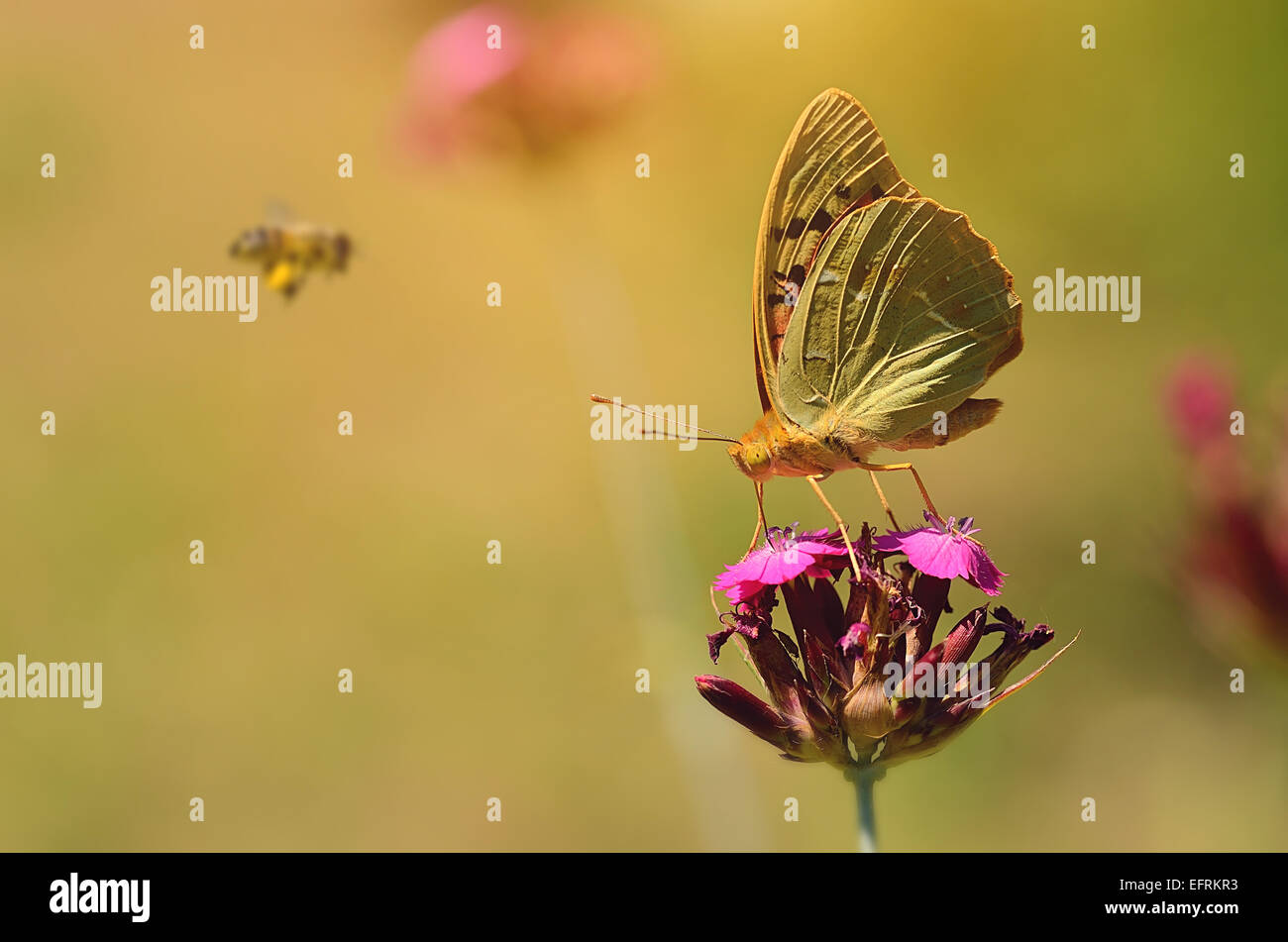 Dreamy photo of a beautiful butterfly on purple flower Stock Photo - Alamy