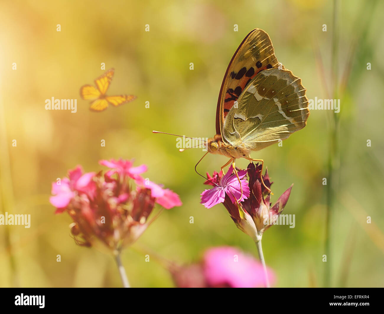 Dreamy photo of a beautiful butterfly on purple flower Stock Photo - Alamy