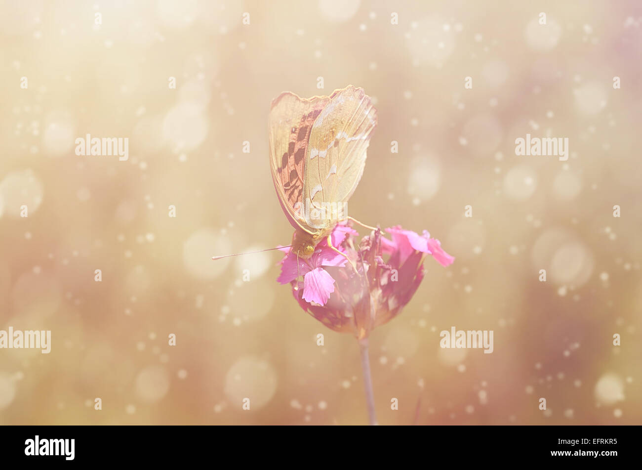 Dreamy photo of a beautiful butterfly on purple flower Stock Photo - Alamy