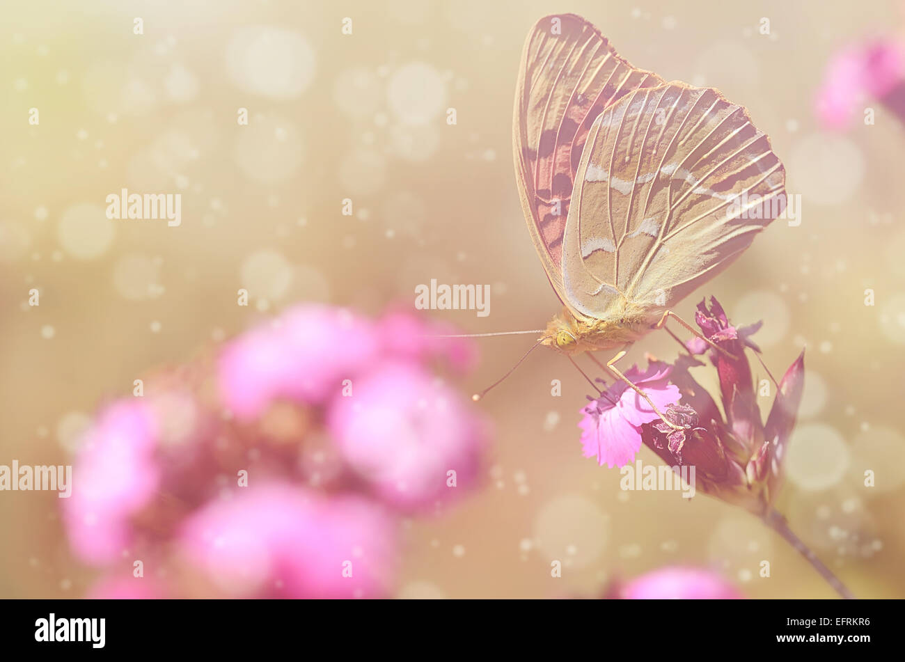 Dreamy photo of a beautiful butterfly on purple flower Stock Photo - Alamy