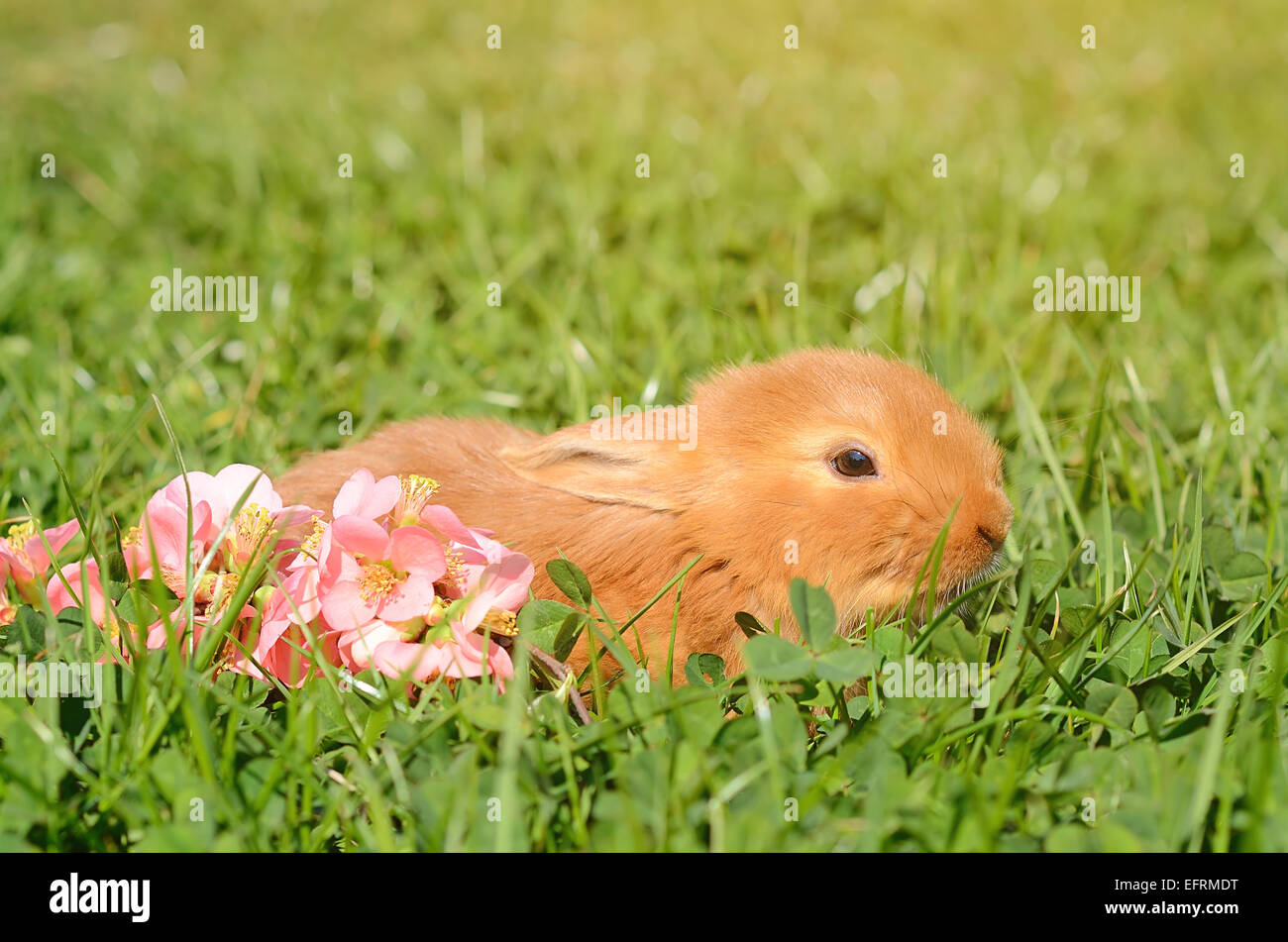 Closeup photo of a little rabbit on green grass Stock Photo - Alamy
