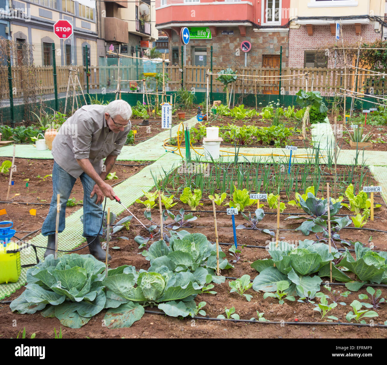 Spraying organic liquid ferilizer made from Nettle leaves on vegetables in city allotment in Spain Stock Photo