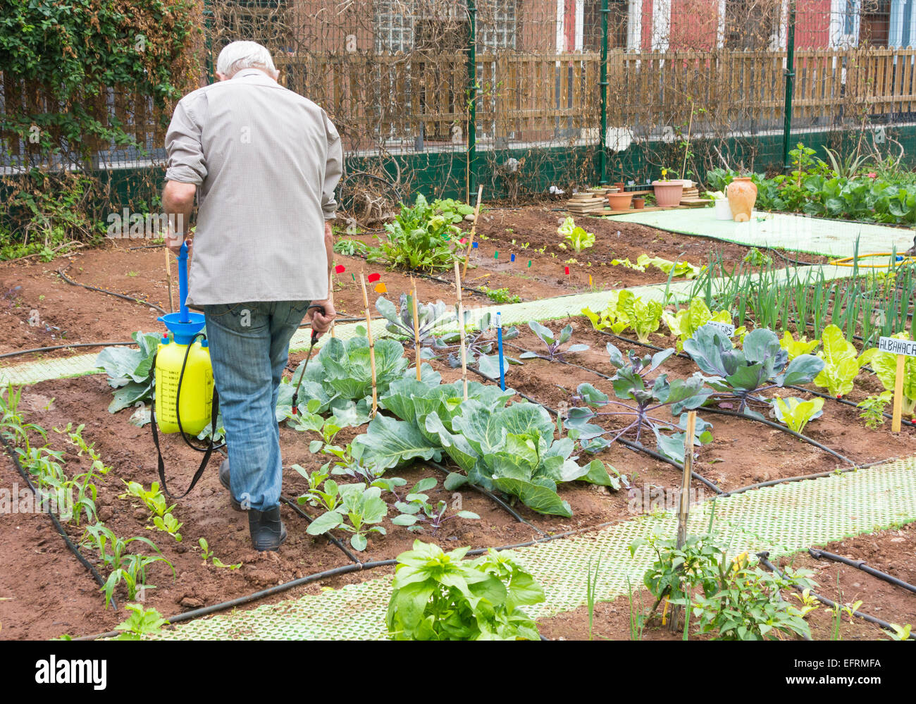 Spraying organic liquid ferilizer made from Nettle leaves on vegetables in city allotment in Spain Stock Photo