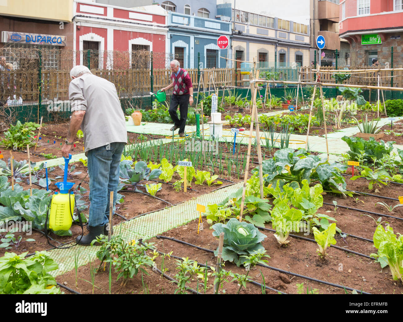 Spraying organic liquid ferilizer made from Nettle leaves on vegetables in city allotment in Spain Stock Photo