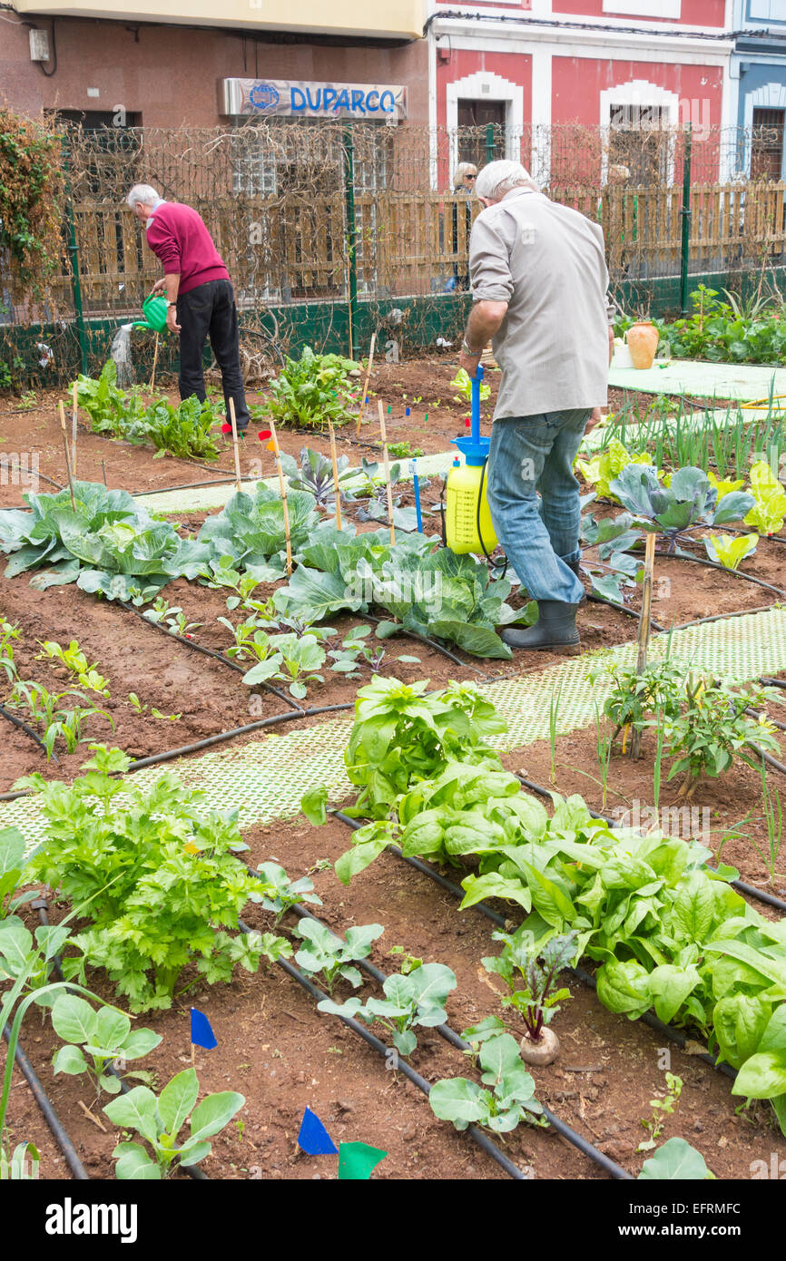Spraying organic liquid ferilizer made from Nettle leaves on vegetables in city allotment in Spain Stock Photo