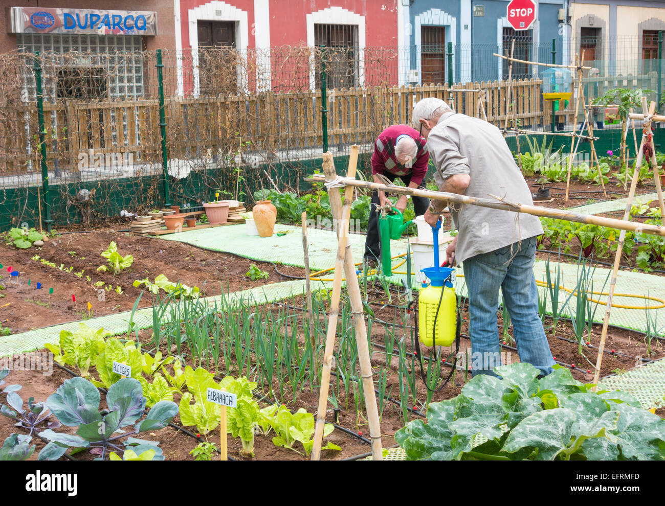 Spraying organic liquid ferilizer made from Nettle leaves on vegetables in city allotment in Spain Stock Photo