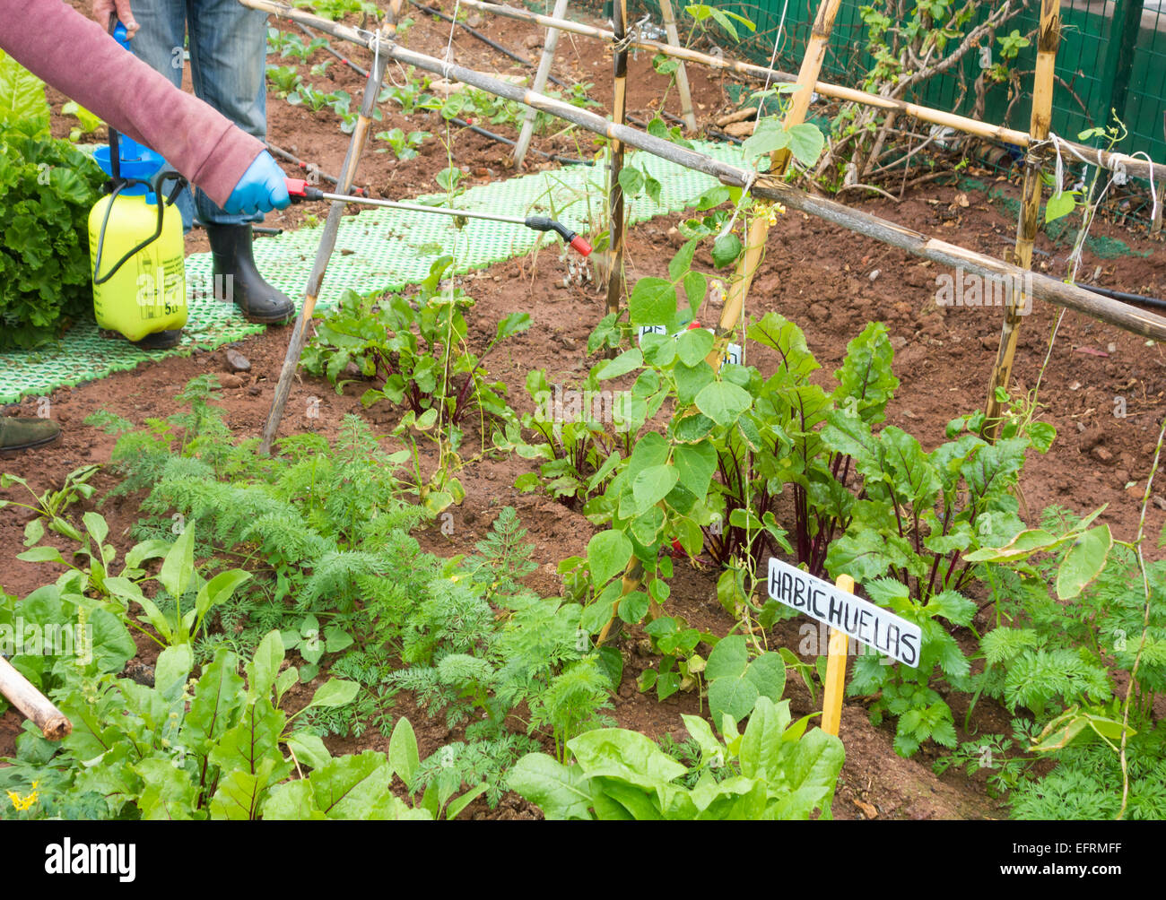 Spraying organic liquid ferilizer made from Nettle leaves on vegetables in city allotment in Spain Stock Photo